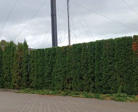 Tujų ir gyvatvorės formavimas