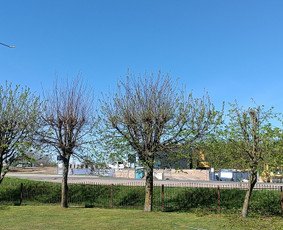 Medžių formavimas
