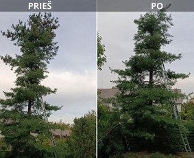Prieš ir po genėjimo