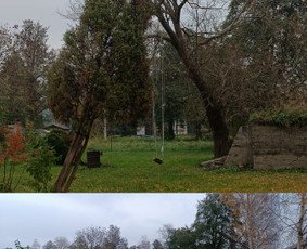 Medžių ir teritorijos darbai